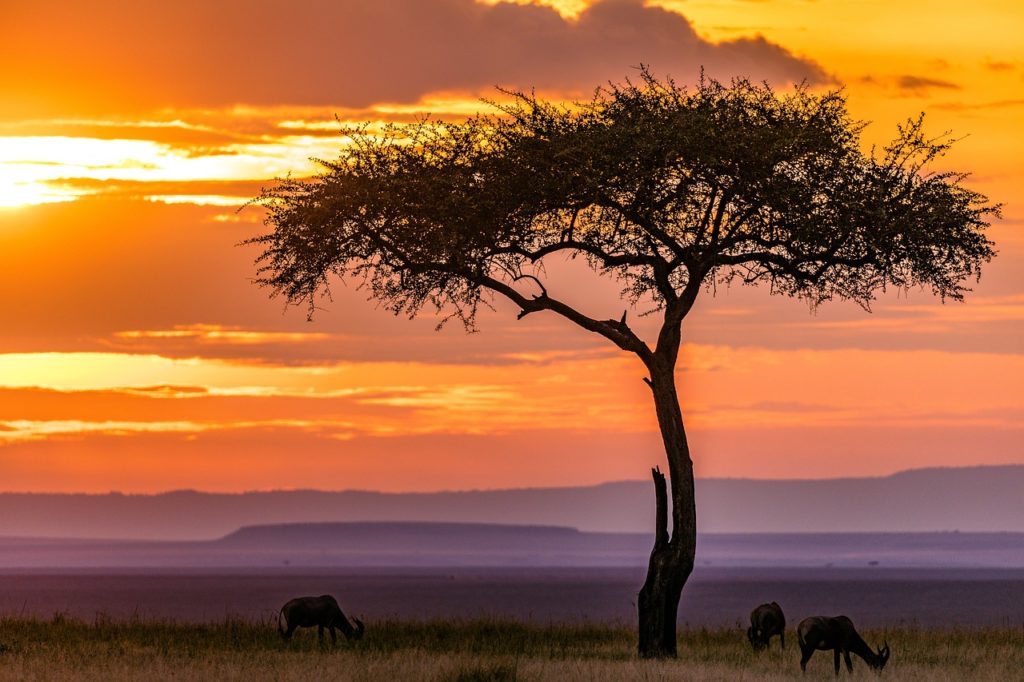 Maasai Mara, Kenya